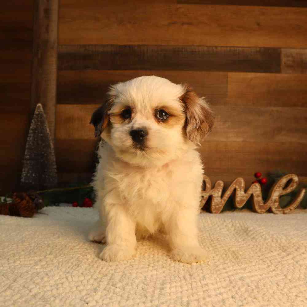 Female Shipoo Puppy for Sale in Blaine, MN