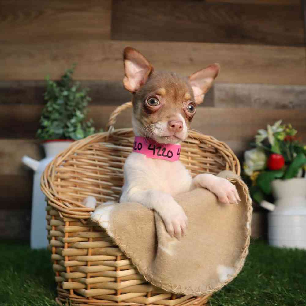 Female Chihuahua Puppy for Sale in Blaine, MN
