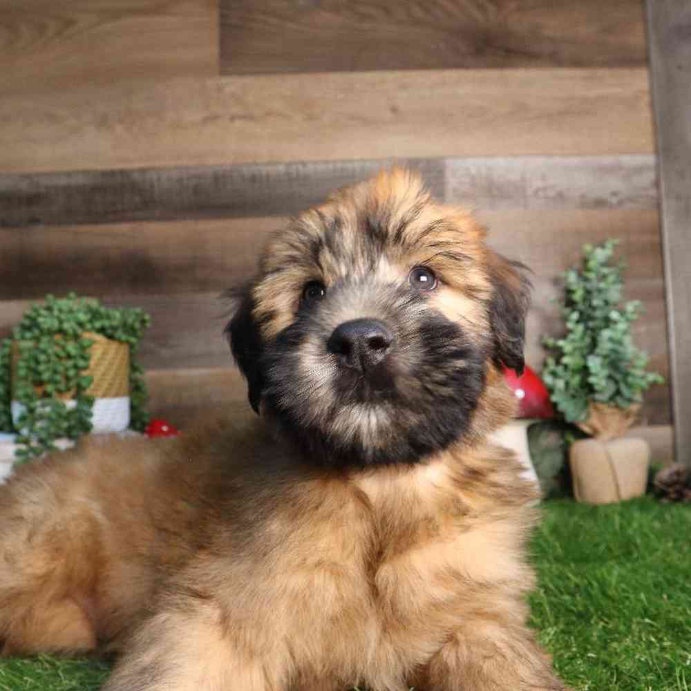 Male Soft Coated Wheaten Terrier Puppy for Sale in Blaine, MN
