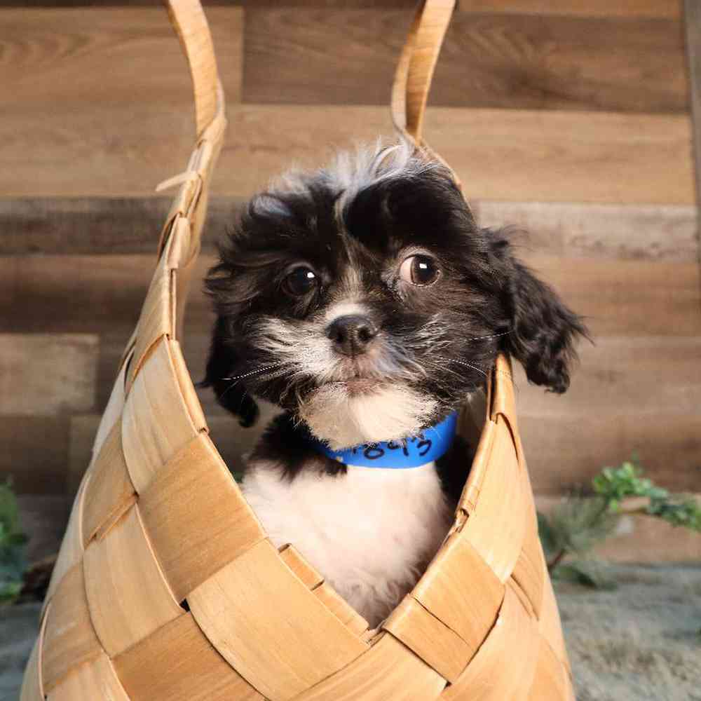 Male Teddy Bear Puppy for Sale in Blaine, MN