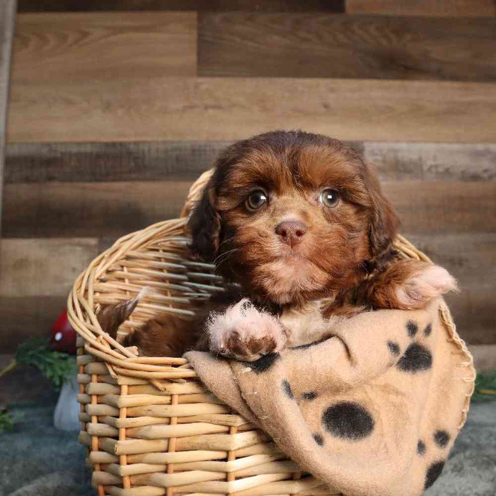 Male Shipoo Puppy for Sale in Blaine, MN