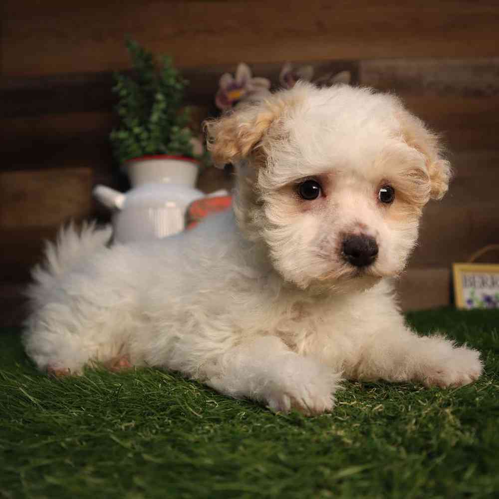 Image of a pet breed in the gallery