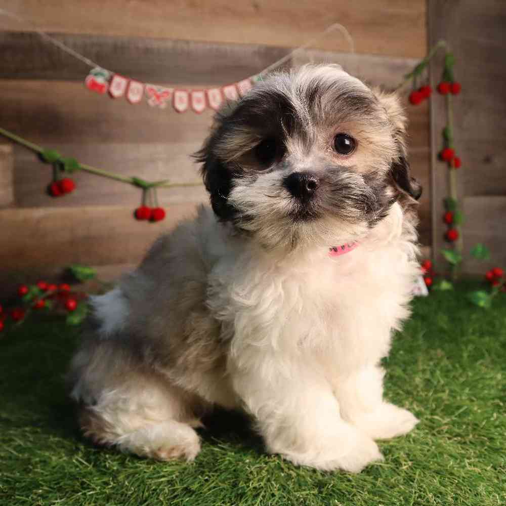 Female Malshi Puppy for Sale in Blaine, MN