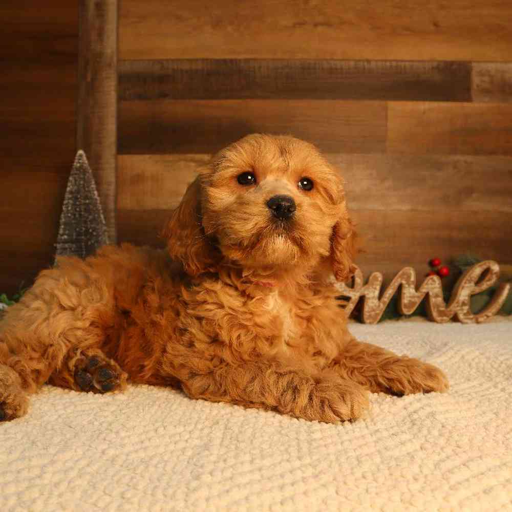 Image of a pet breed in the gallery