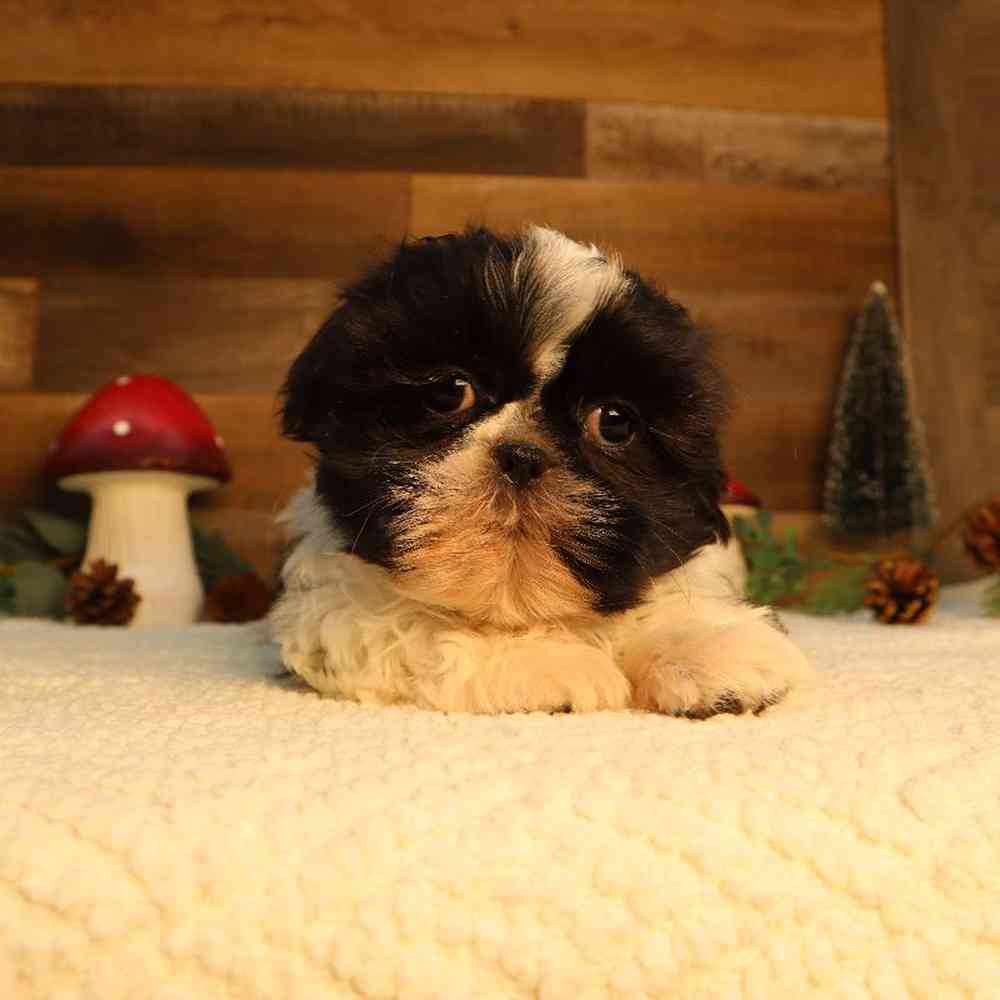 Male Shih Tzu Puppy for Sale in Blaine, MN