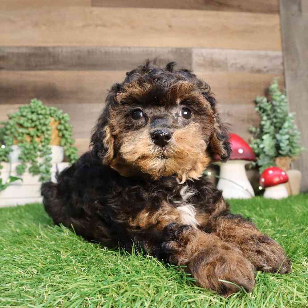 Male Bichon-Poo Puppy for Sale in Blaine, MN