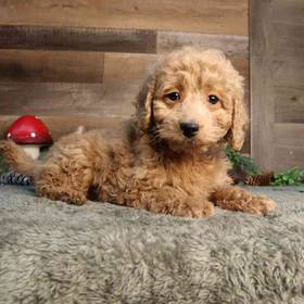 Mini Goldendoodle 2nd Gen