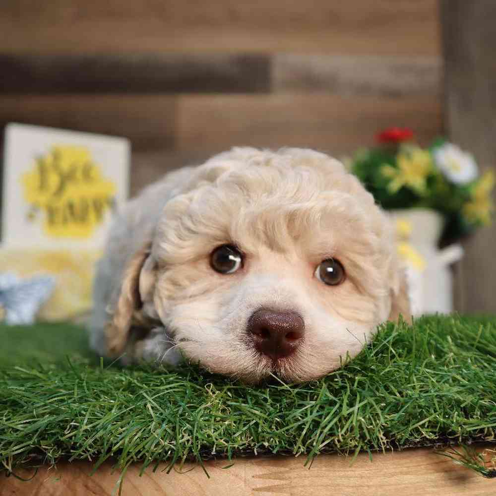 Female Mini Poodle Puppy for Sale in Blaine, MN