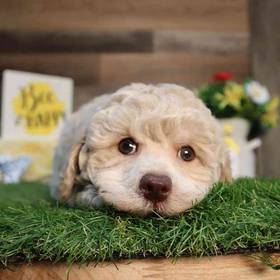 Mini Poodle