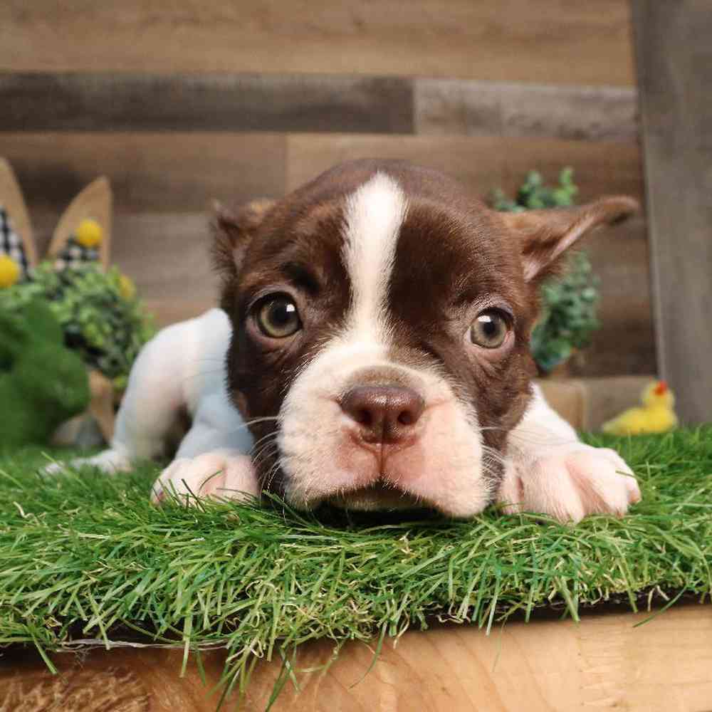 Female Boston Terrier Puppy for Sale in Blaine, MN
