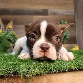 Boston Terrier