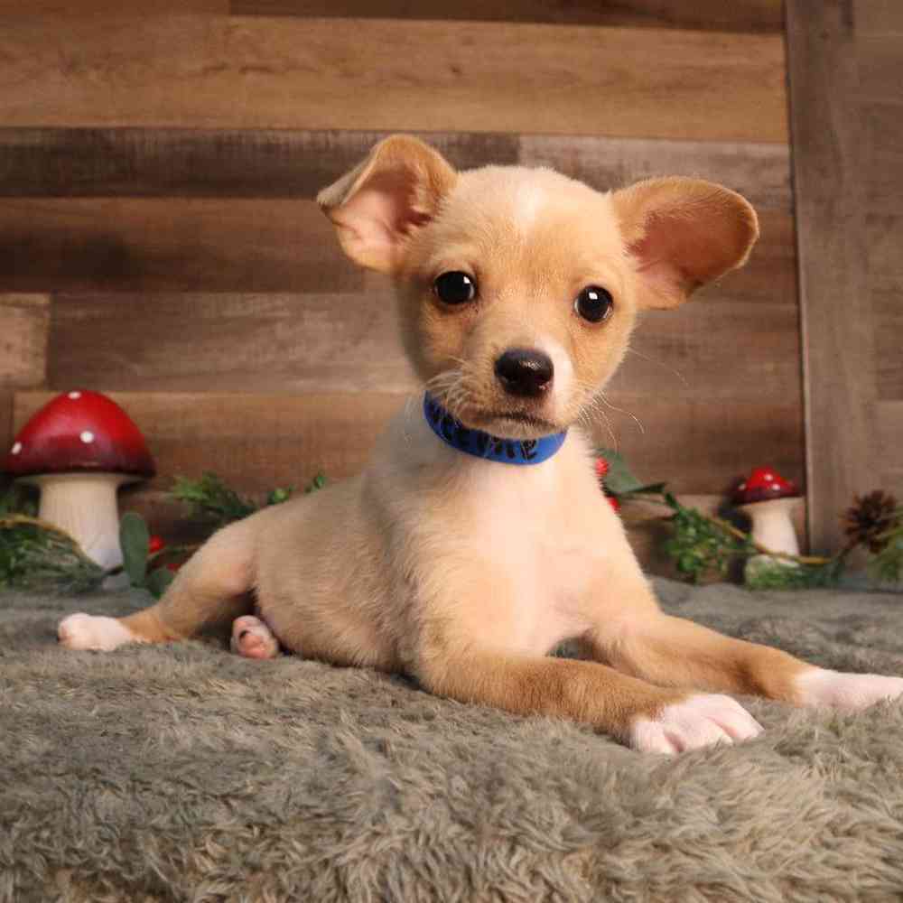 Male Chiweenie Puppy for Sale in Blaine, MN