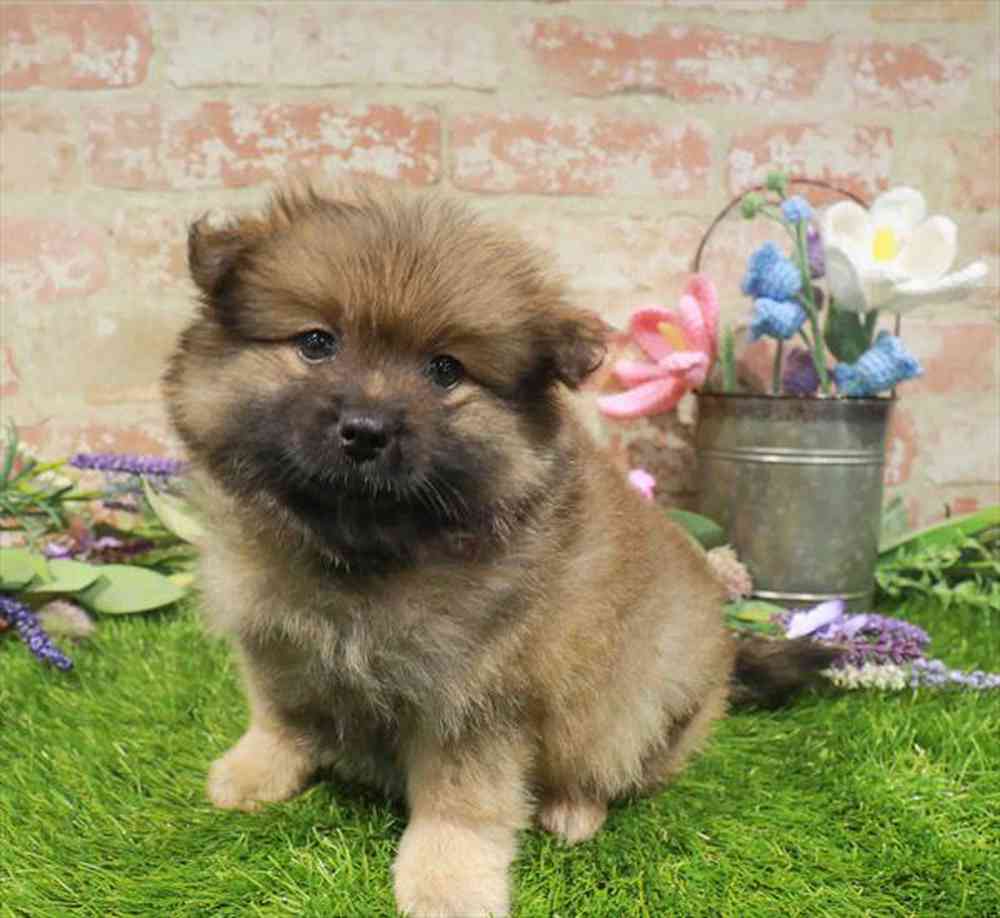 carousel pet images