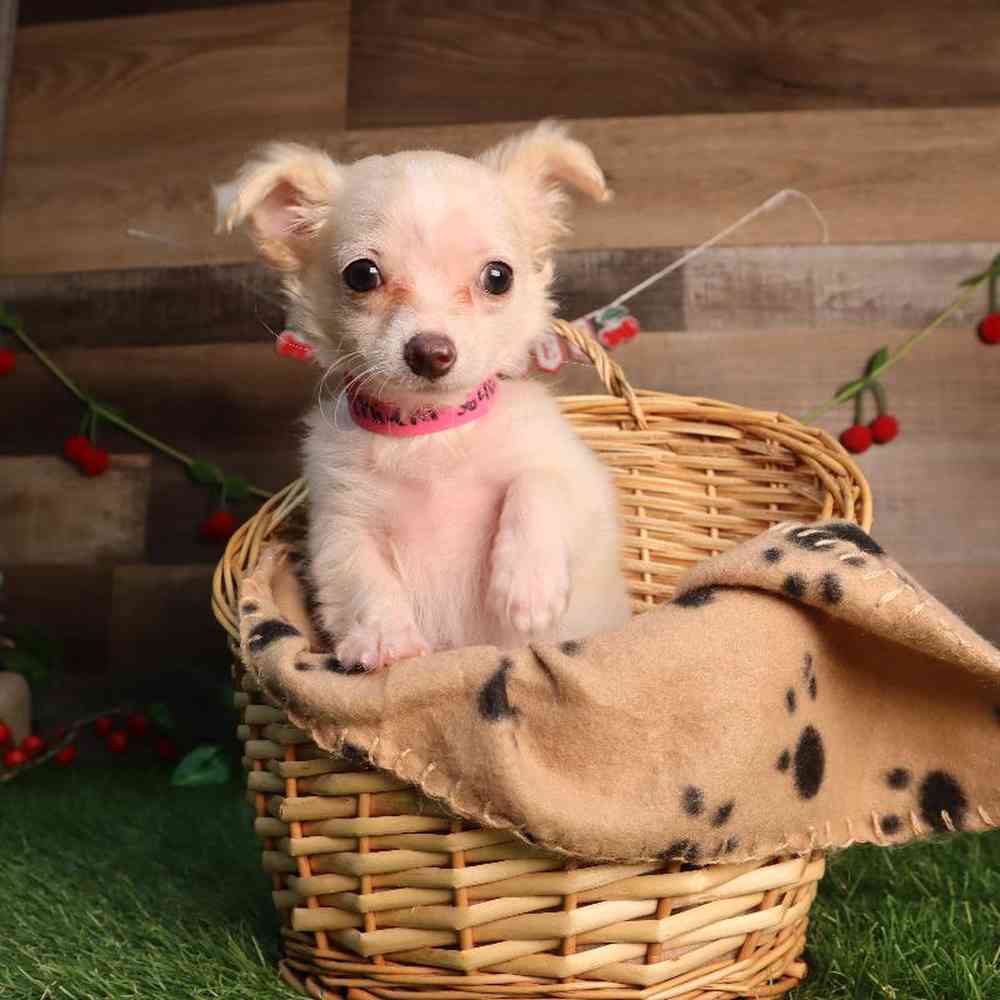 carousel pet images