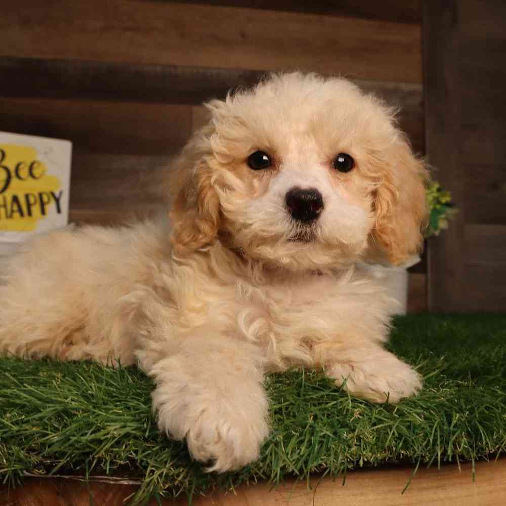 Female Cavapoo Puppy for Sale in Blaine, MN
