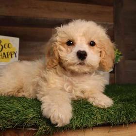 Cavapoo