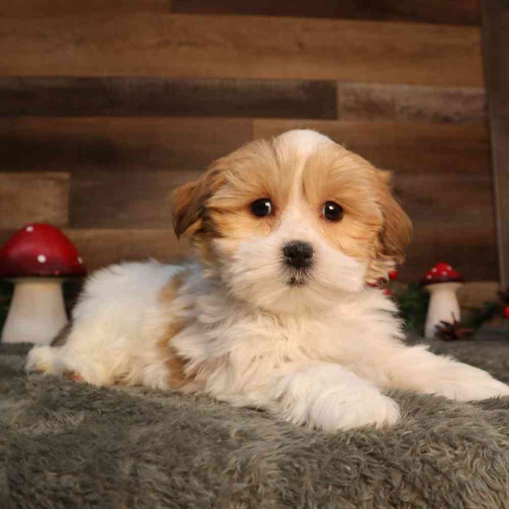 Female Shorkie Puppy for Sale in Blaine, MN