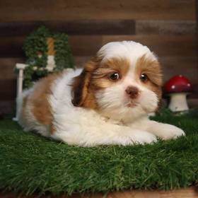 Shih Tzu