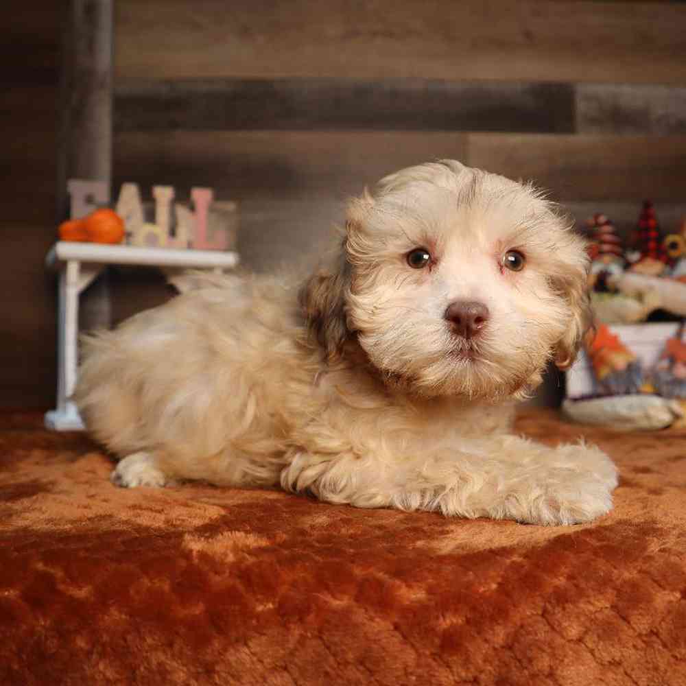 Female Shipoo Puppy for Sale in Blaine, MN