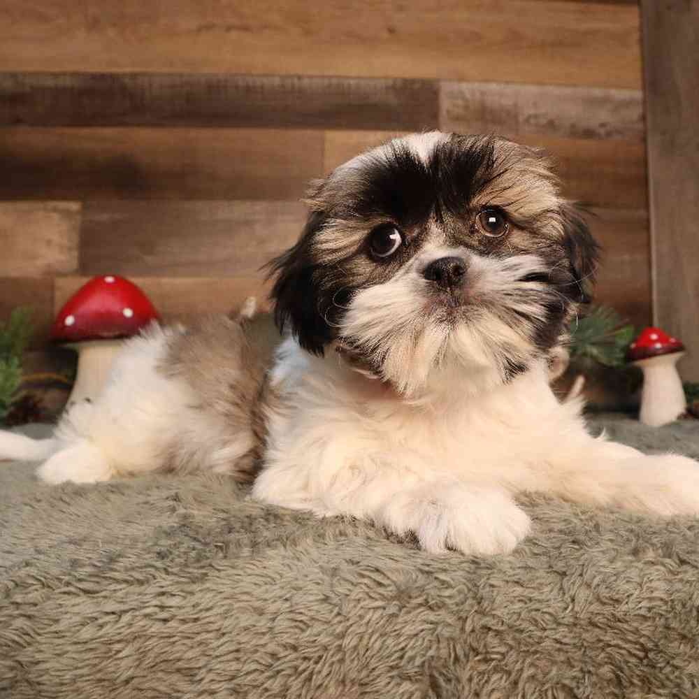 Female Teddy Bear Puppy for Sale in Blaine, MN