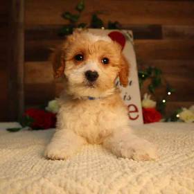 Mini Goldendoodle