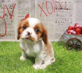 Cavalier King Charles Spaniel