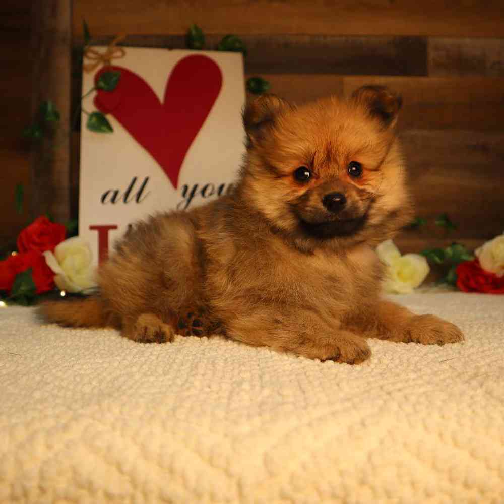 Male Pomeranian Puppy for Sale in Blaine, MN