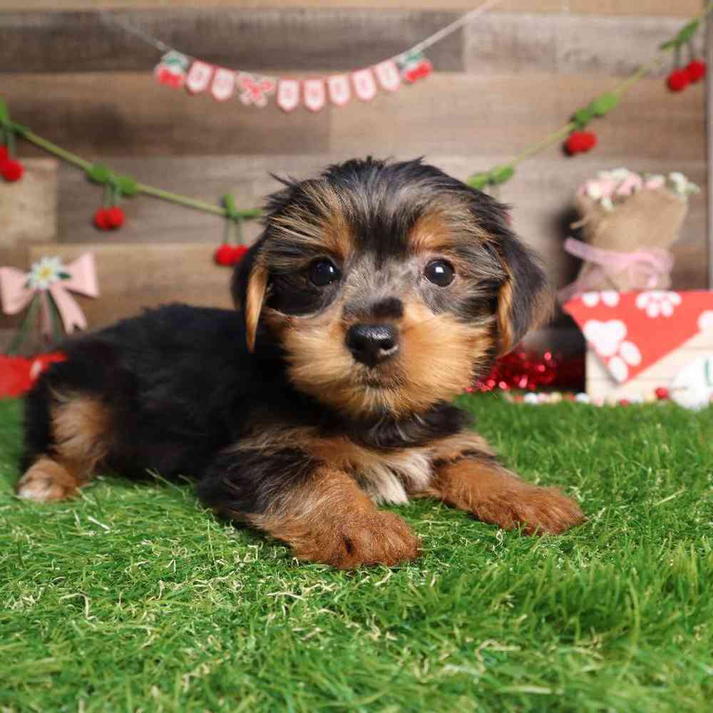 Male Yorkshire Terrier Puppy for Sale in Blaine, MN