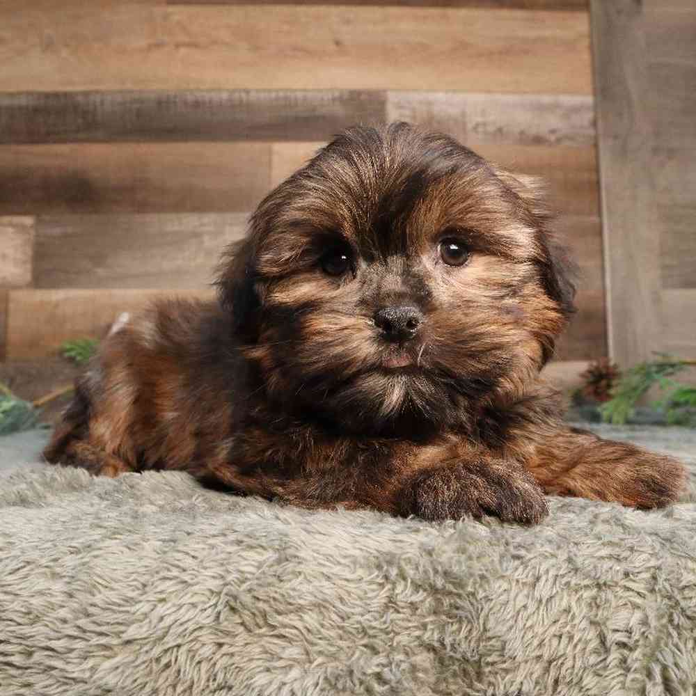 Male Shorkie Puppy for Sale in Blaine, MN