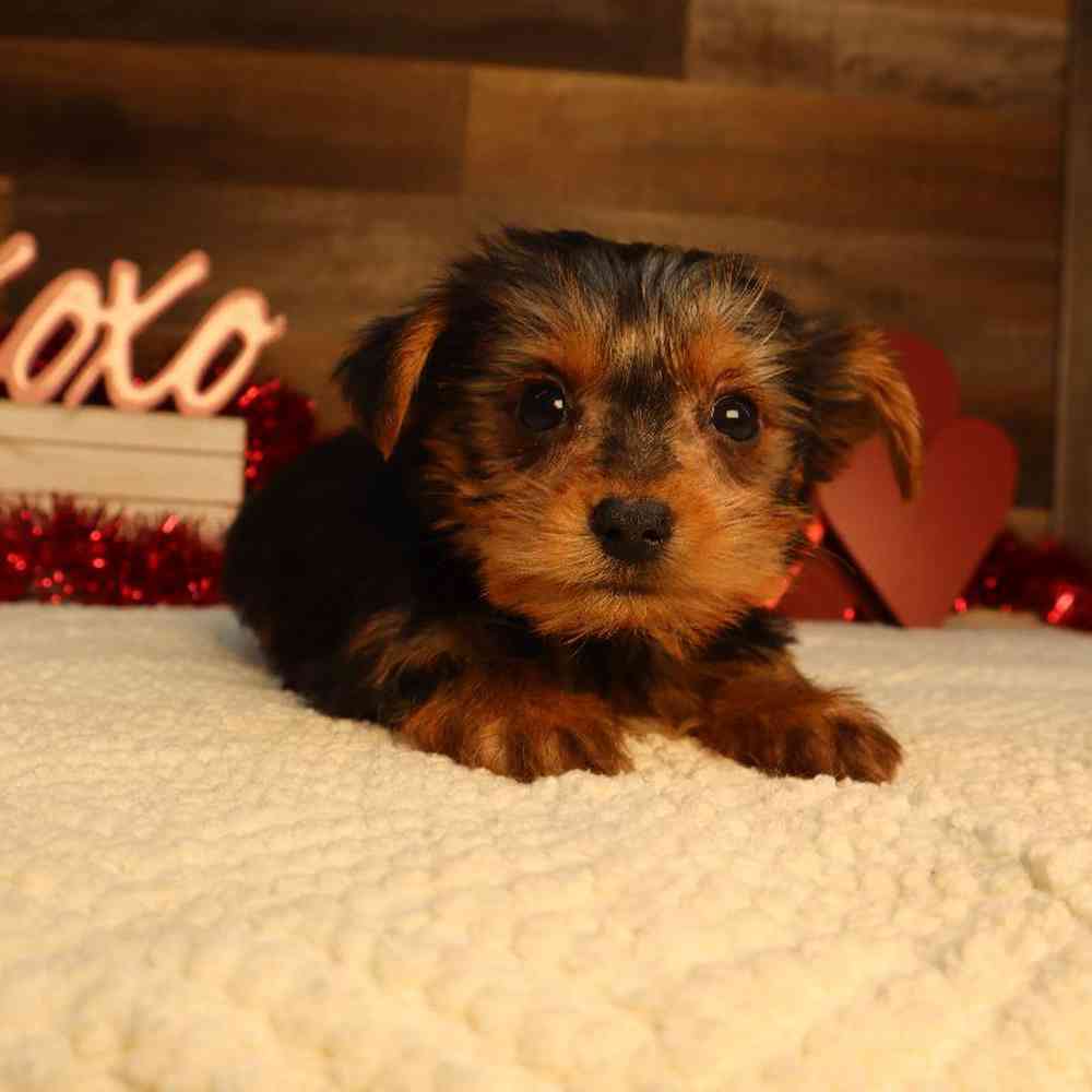 Female Yorkshire Terrier Puppy for Sale in Blaine, MN