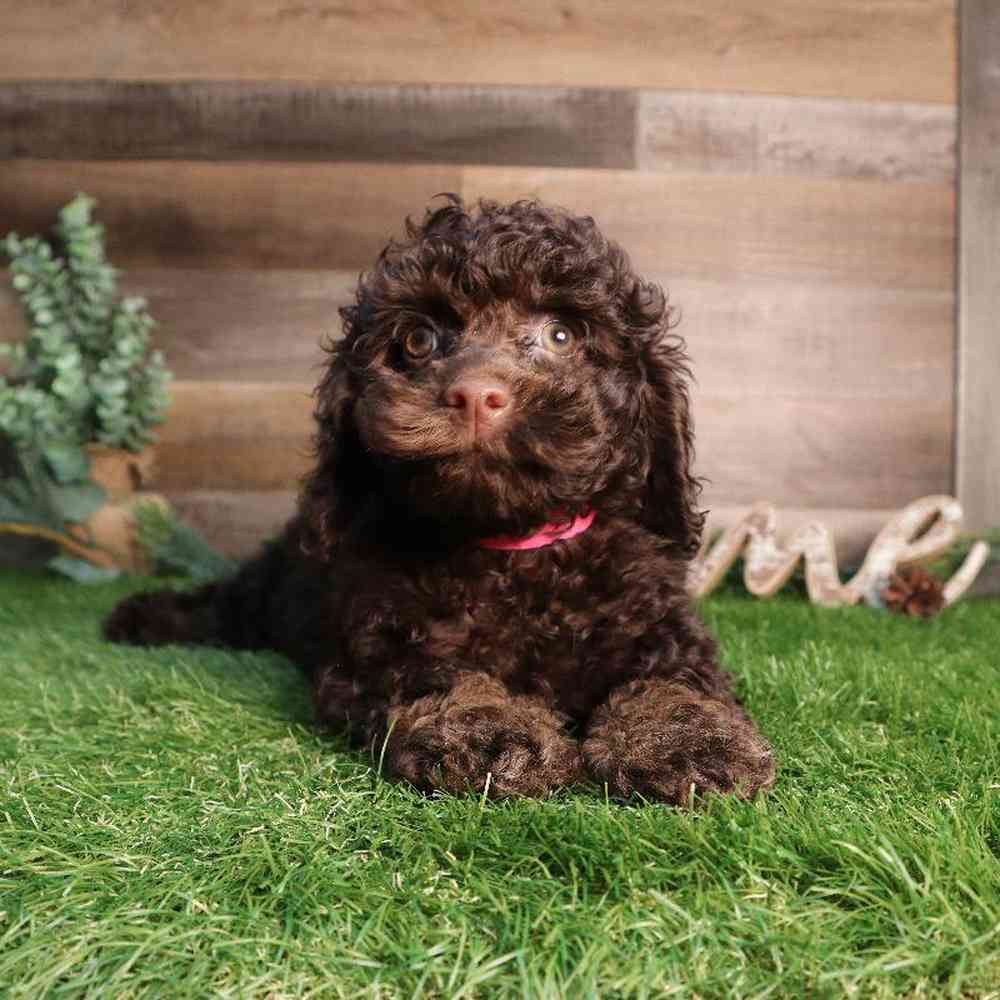 carousel pet images