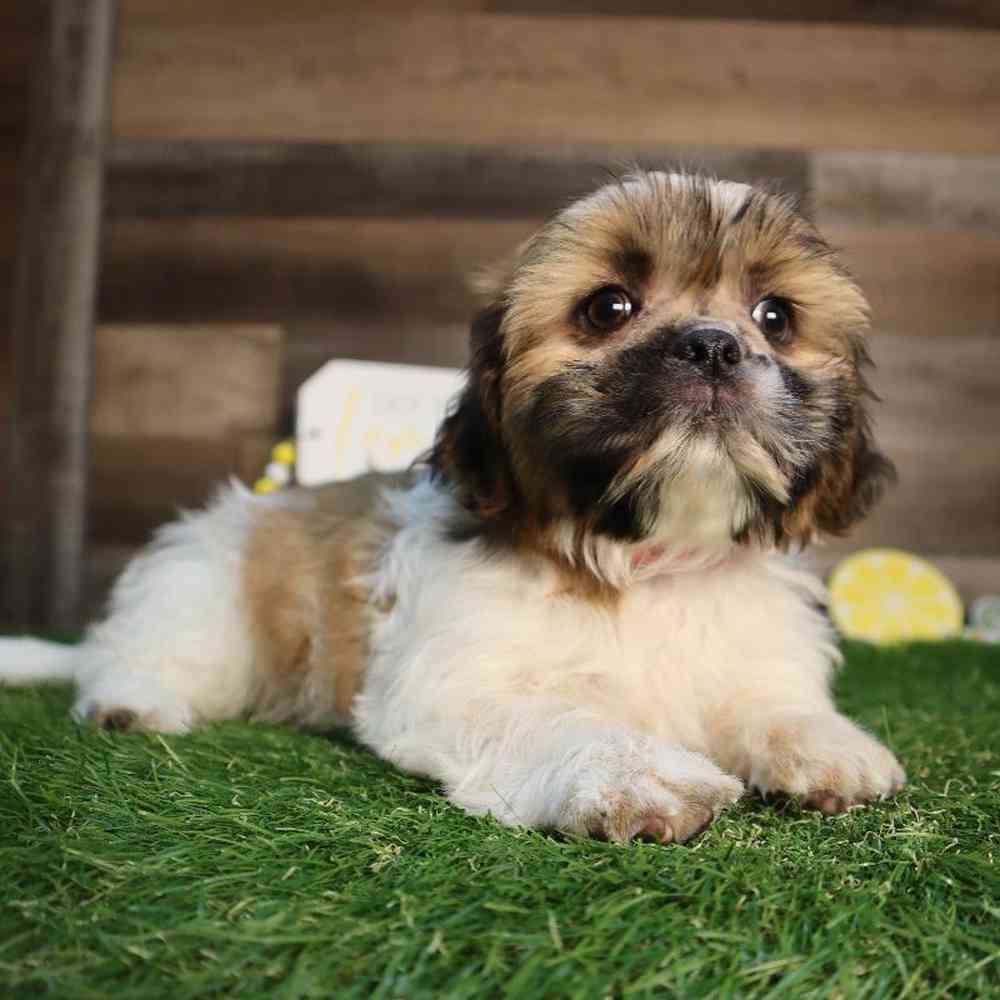 Female Shih Tzu Puppy for Sale in Blaine, MN