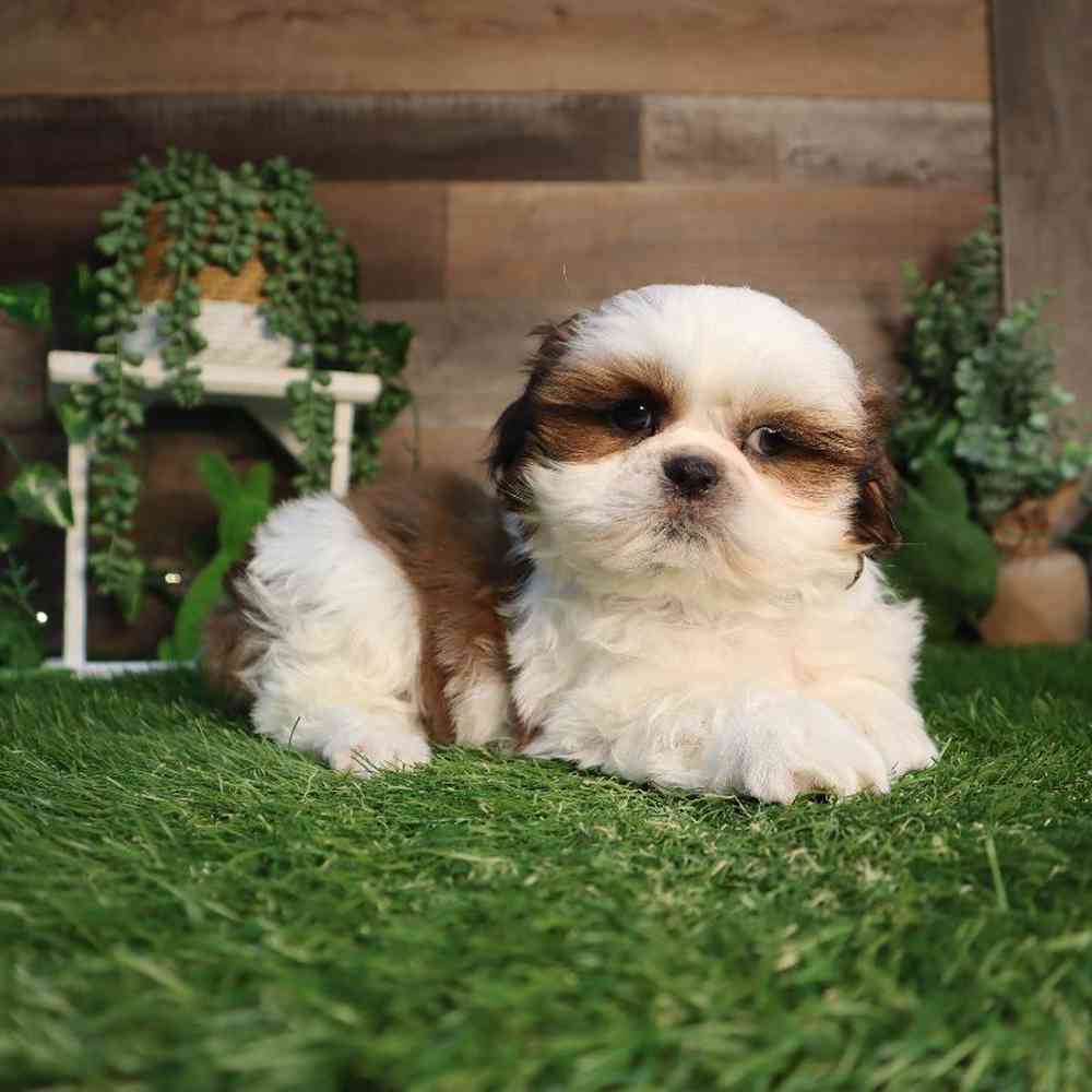 carousel pet images