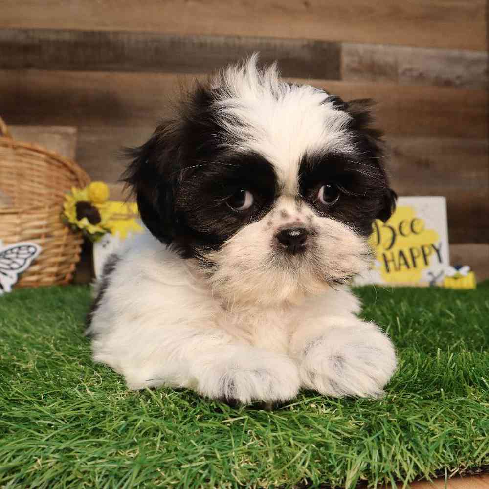 Image of a pet breed in the gallery