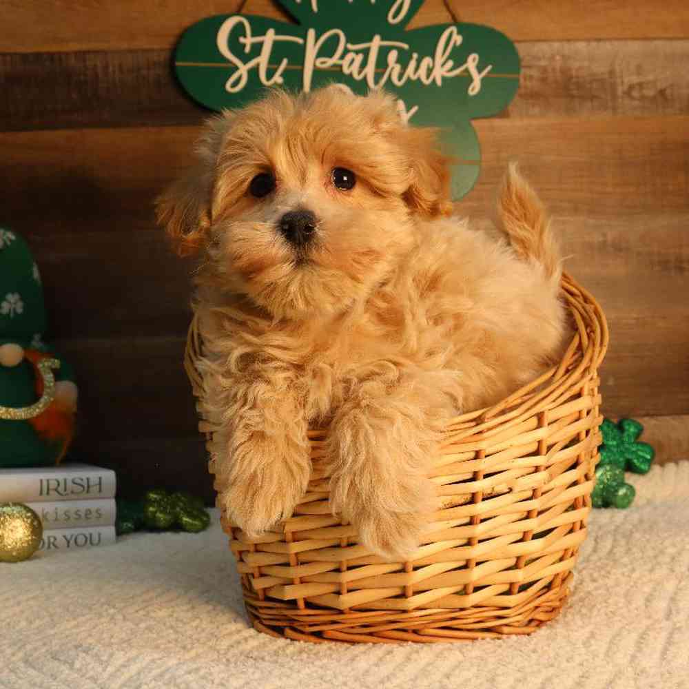 Male Maltipoo Puppy for Sale in Blaine, MN