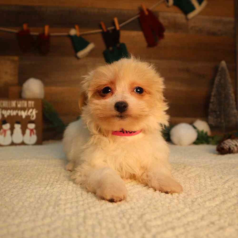 Female Maltipoo Puppy for Sale in Blaine, MN