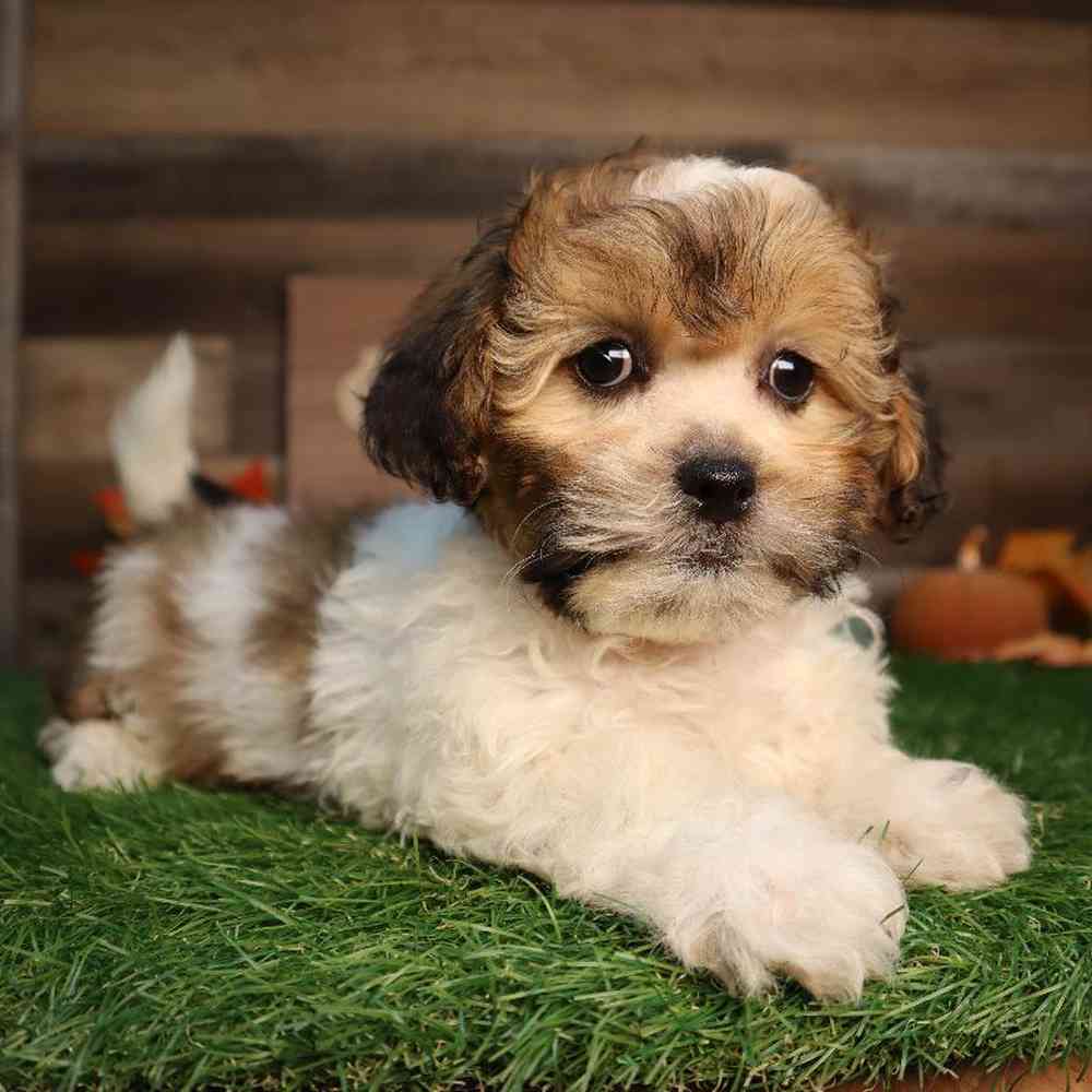 Female Shipoo Puppy for Sale in Blaine, MN
