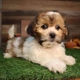 Shipoo