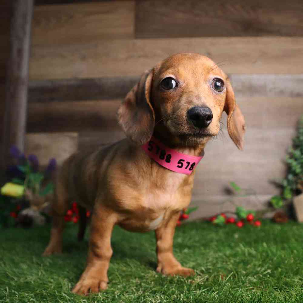 Female Dachshund Puppy for Sale in Blaine, MN