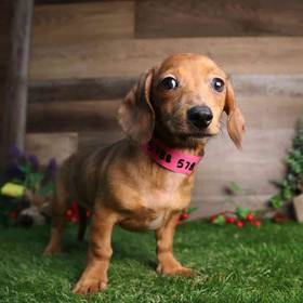 Dachshund