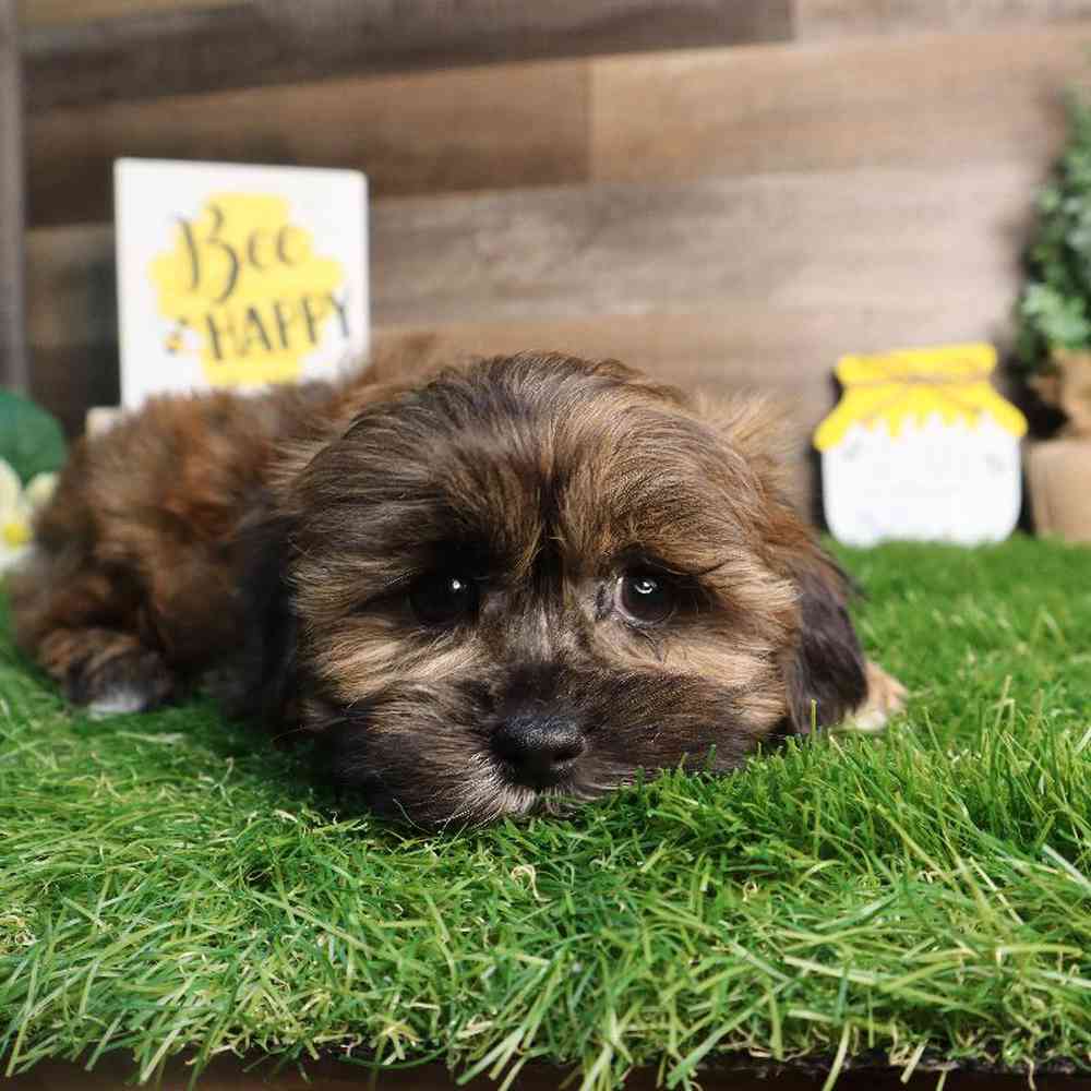 Female Shipoo Puppy for Sale in Blaine, MN