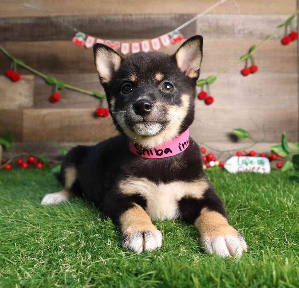 carousel pet images