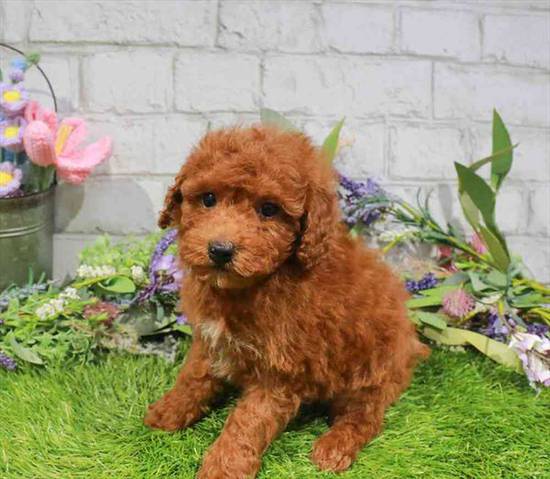 Bichon-Poo