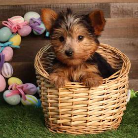 Yorkshire Terrier