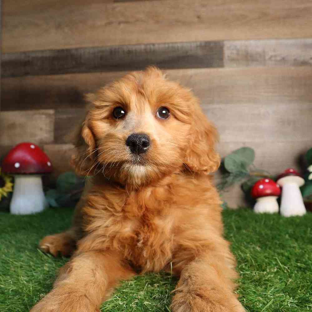 carousel pet images
