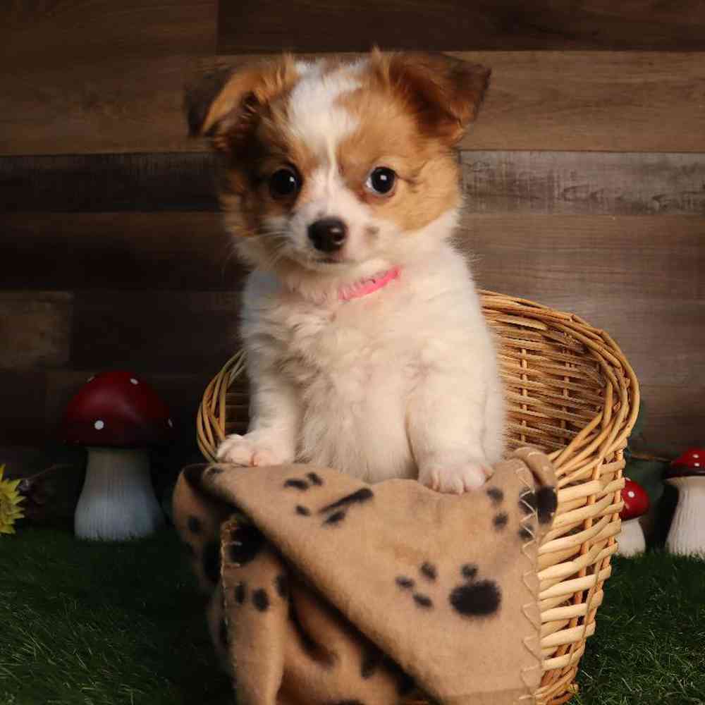 Female Chihuahua Puppy for Sale in Blaine, MN