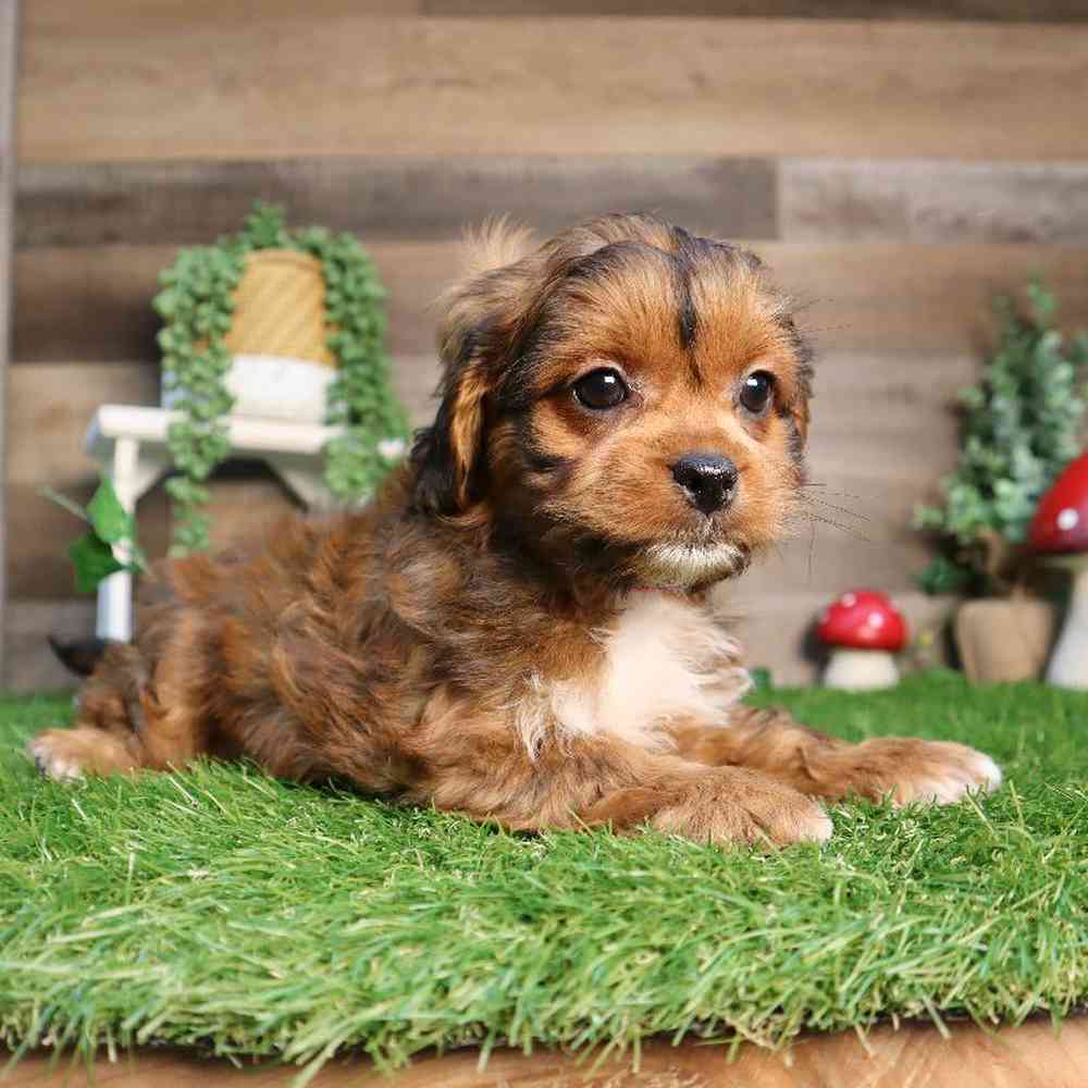 Female Peke-a-poo Puppy for Sale in Blaine, MN