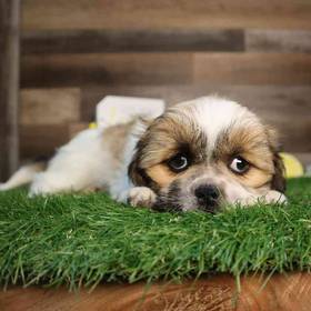 Shih Tzu