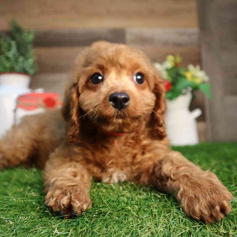 carousel pet images