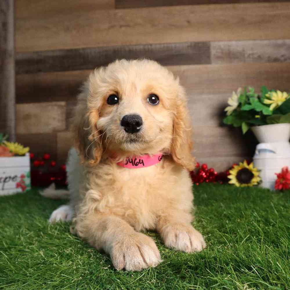 carousel pet images